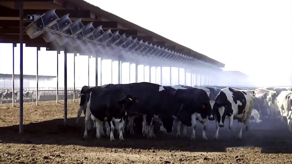 سرد کردن گاوهای شیری در فصول گرما