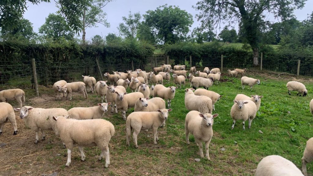 خصوصیات انواع گوسفند