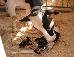 چرا گاوهای شیری باردار نمی شوند؟