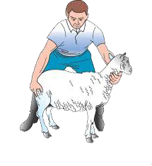 معاینه فیزیکی گوسفند و بز