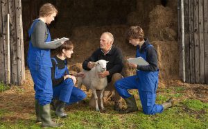 بررسی فیزیکی گوسفندان 