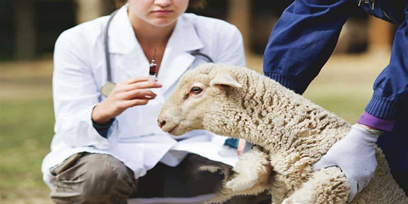 بررسی فیزیکی گوسفندان