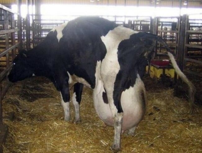 چرا گاوهای شیری باردار نمی شود؟
